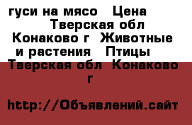 гуси на мясо › Цена ­ 2 500 - Тверская обл., Конаково г. Животные и растения » Птицы   . Тверская обл.,Конаково г.